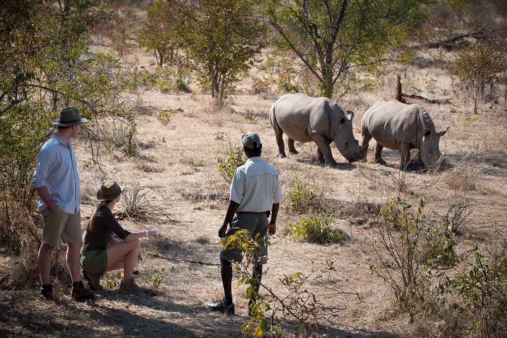 Rhino Trekking