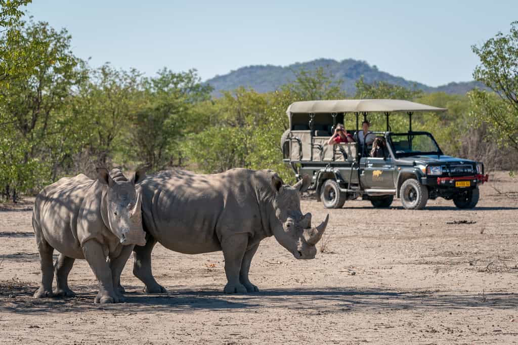 Game drive at Ongava Game Reserve 