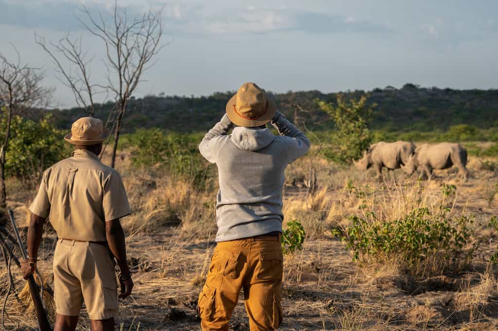 White Rhino approaching at Ongava Game Reserve 