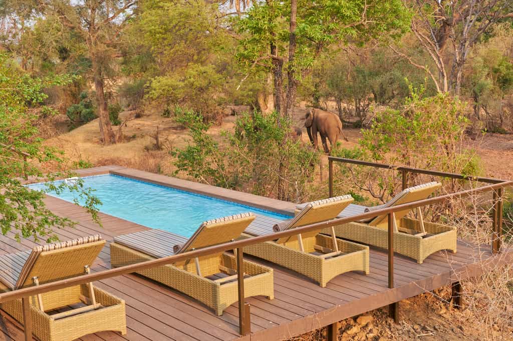 Elephants graze by the swimming pool. 
