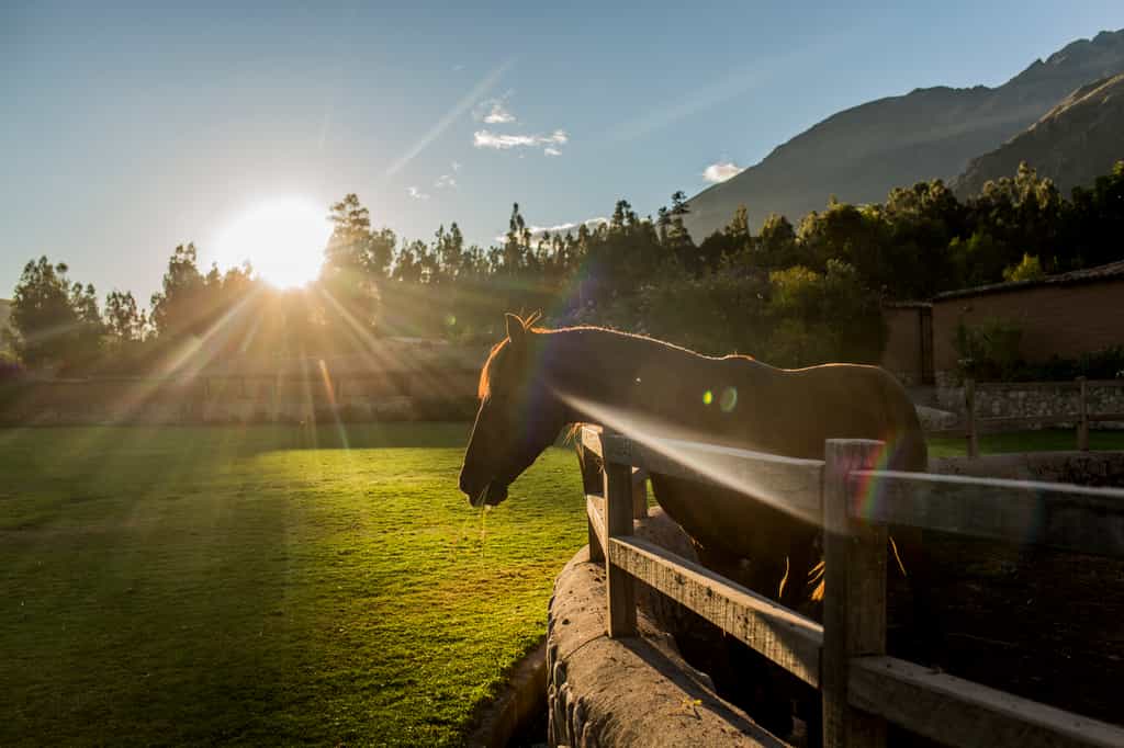 Wayra Ranch breeds the Peruvian Paso Horses  at the Sacred Valley of the Incas