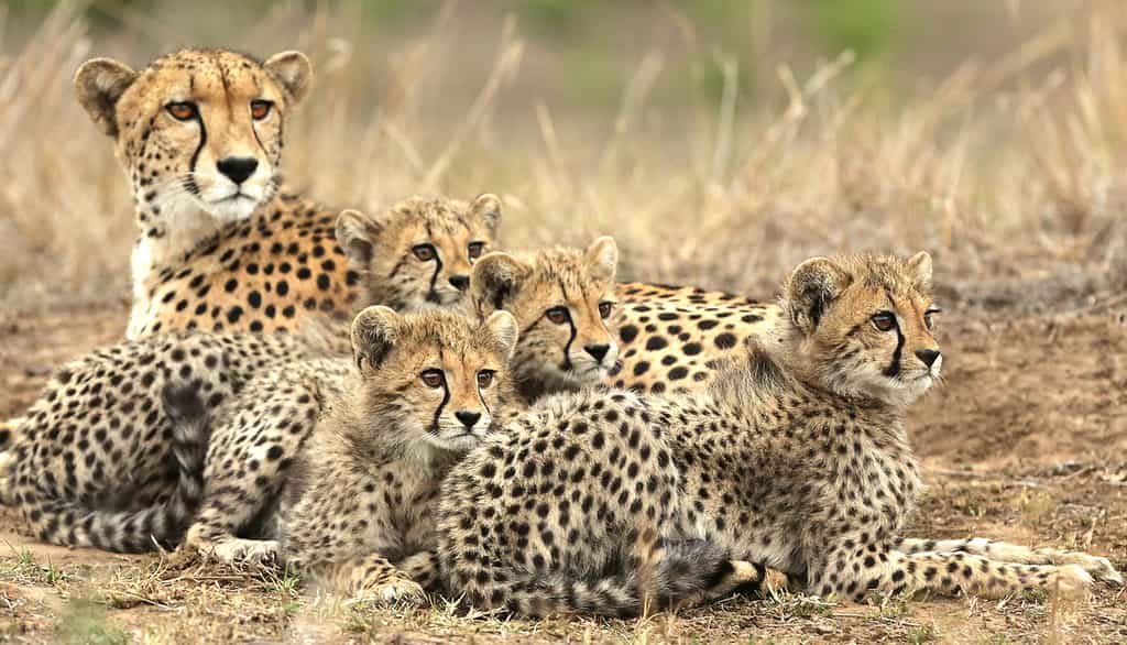 Cheetah