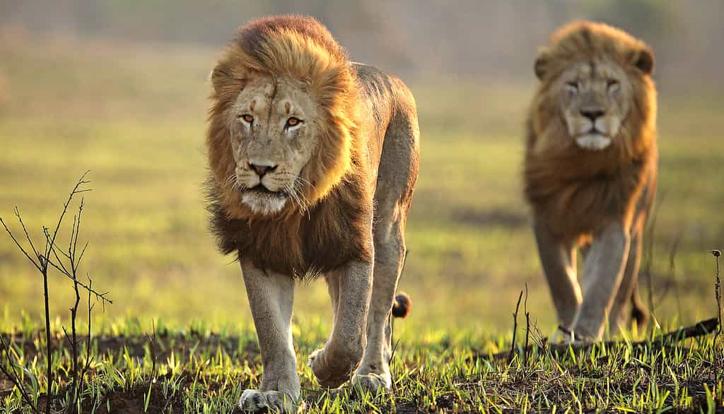 Lion