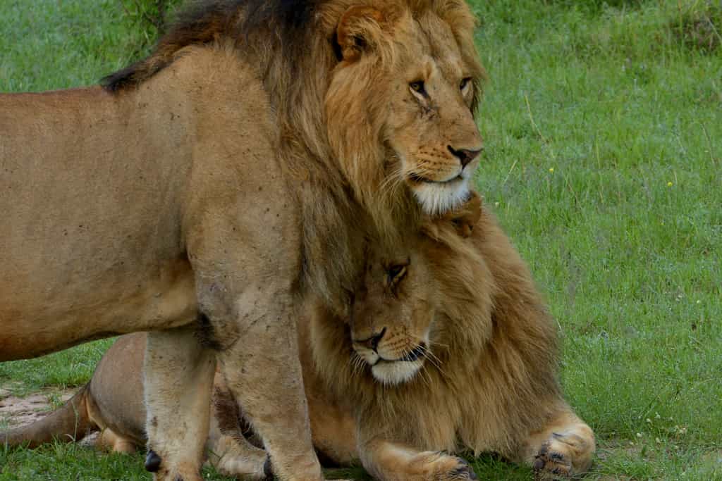The lions of the Savannah