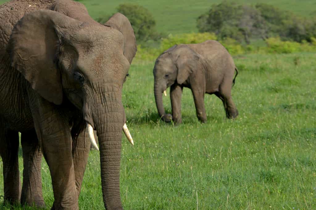 Ample Wildlife