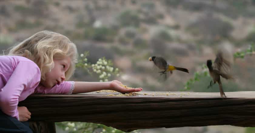 Birds coming for breakfast
