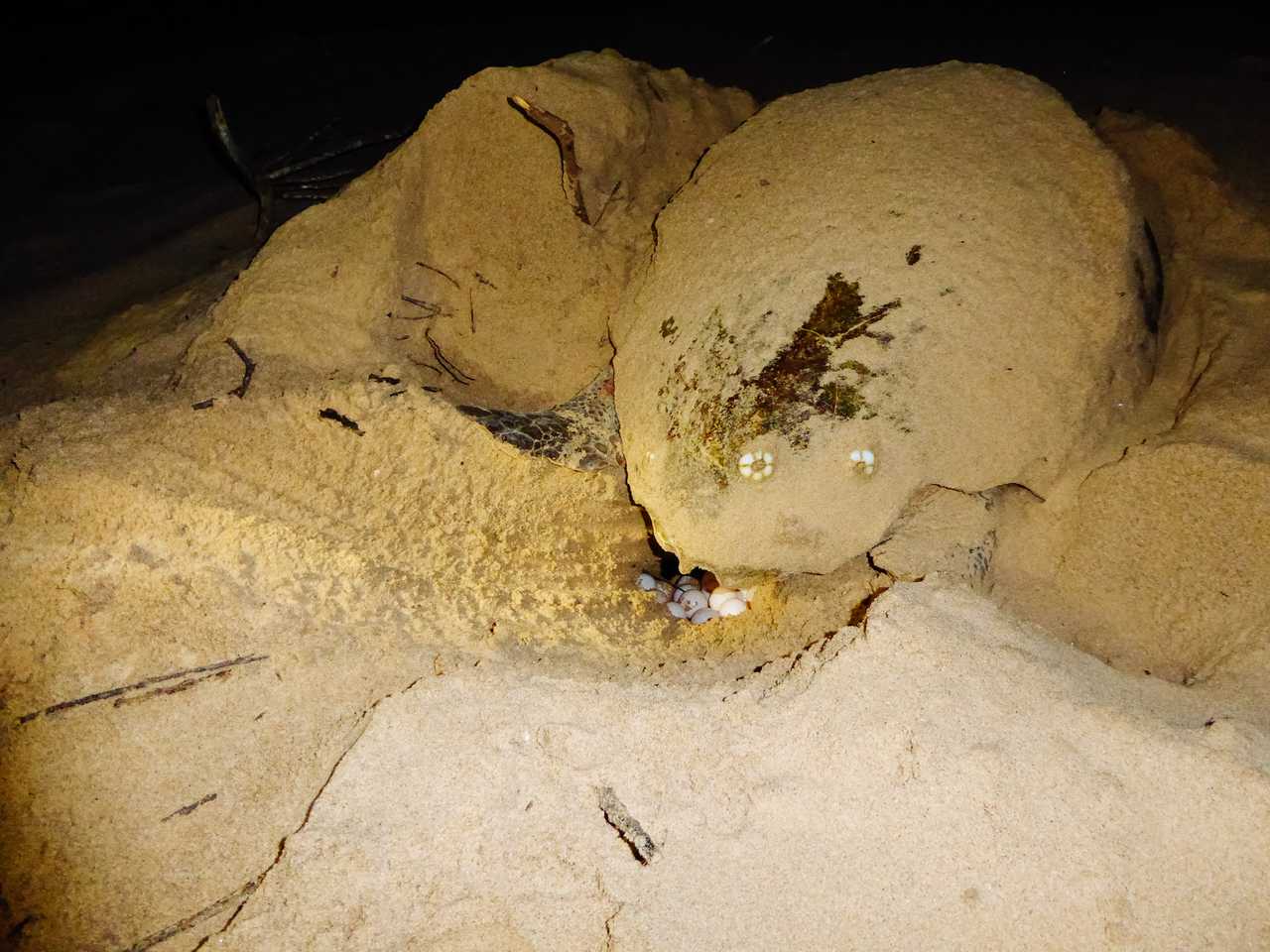 South Africa turtle hatching