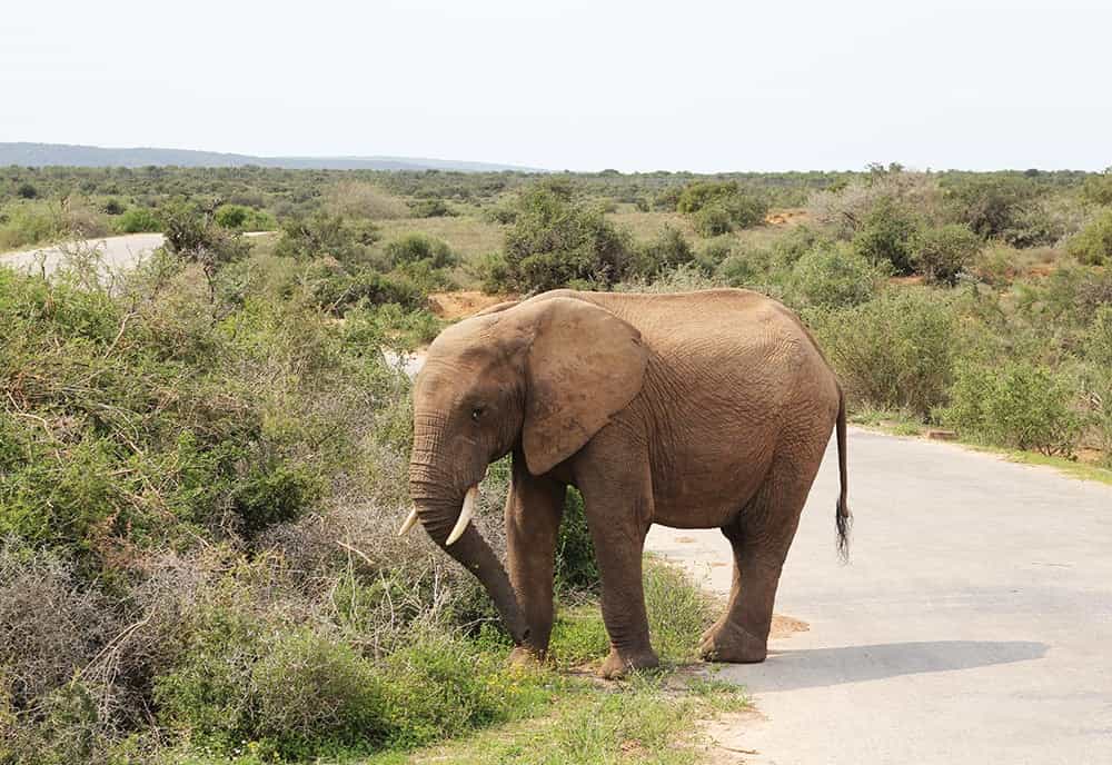 Garden Route in a week