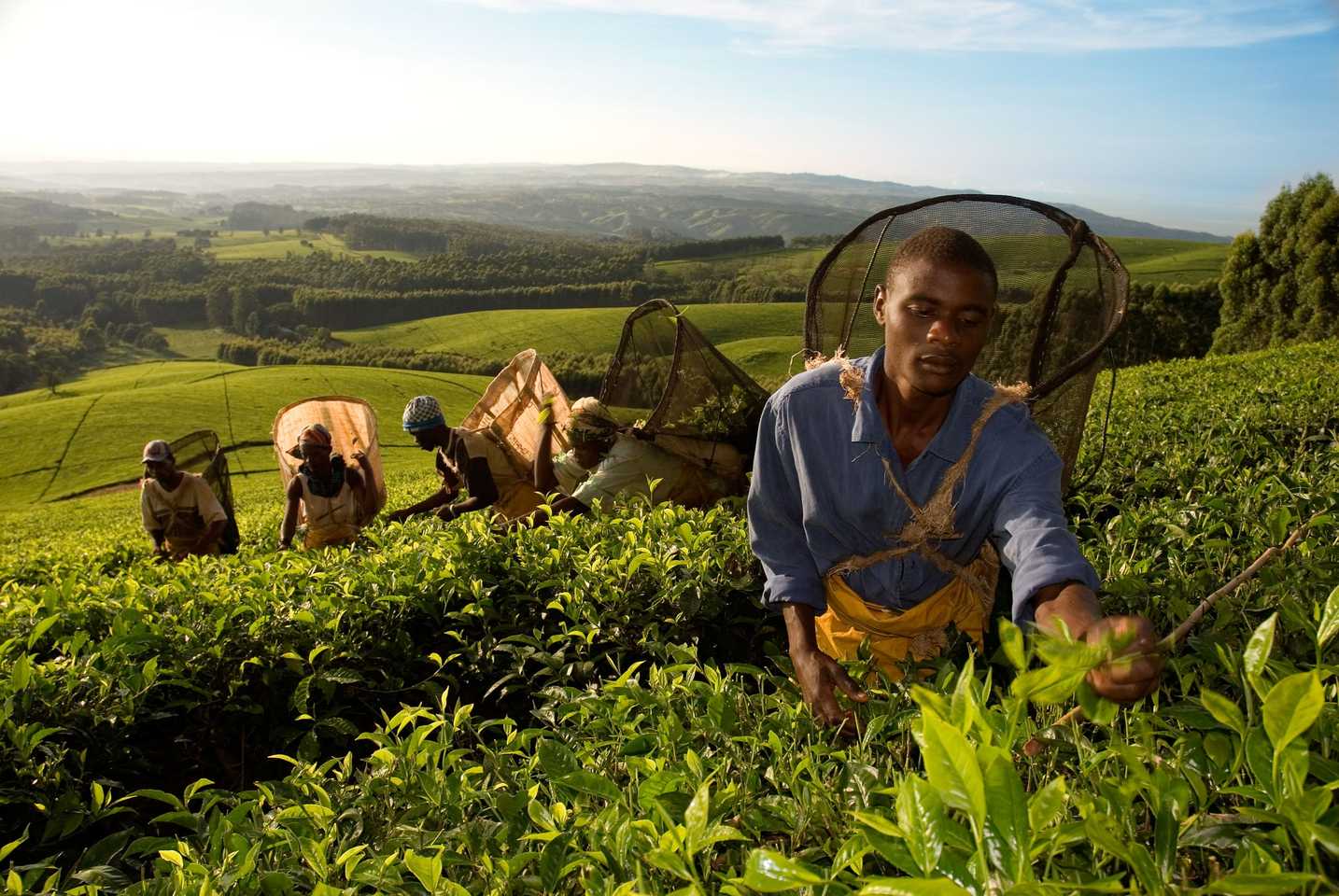 Mount Mulanje - Malawi Travel Guide