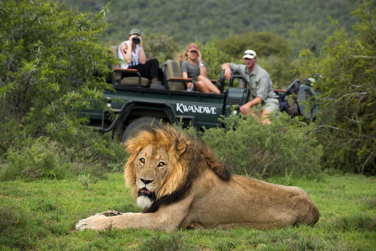 eastern cape safari