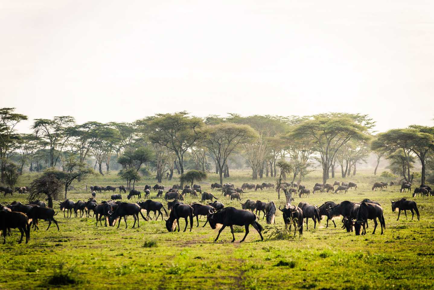 The Great Wildebeest Migration - kichakani