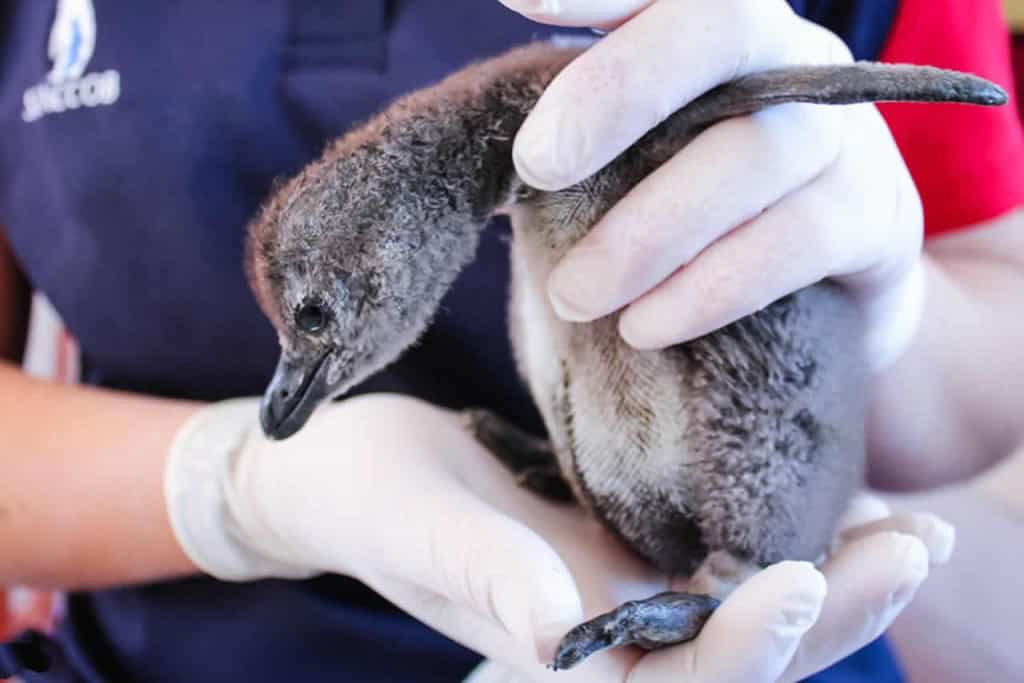 sancobb penguin christmas gift guide africa