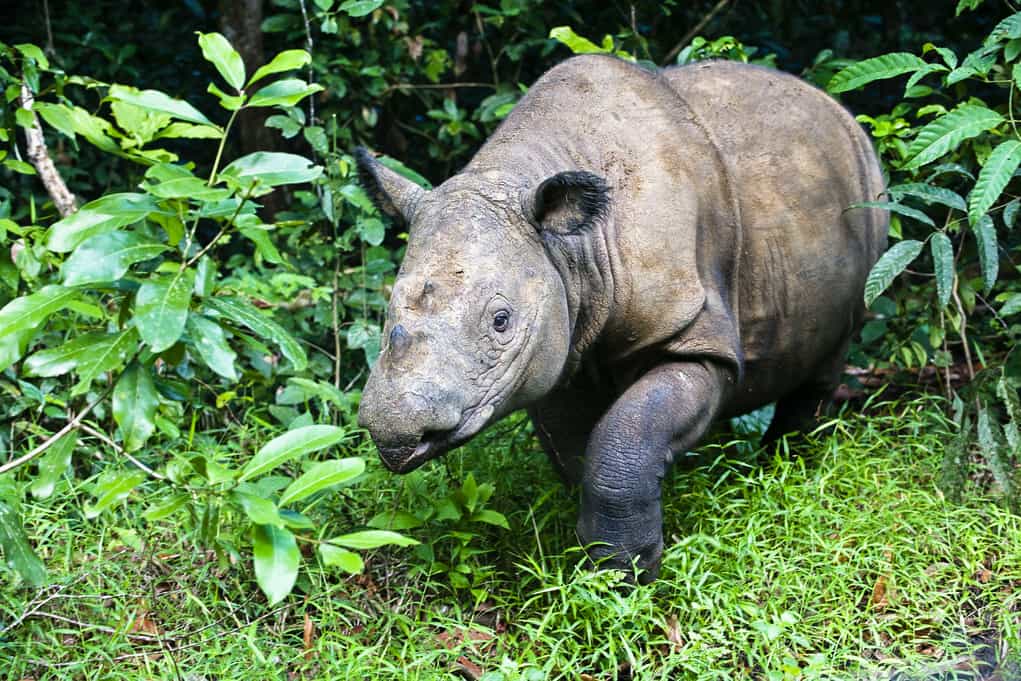 save the rhino africa christmas gift guide