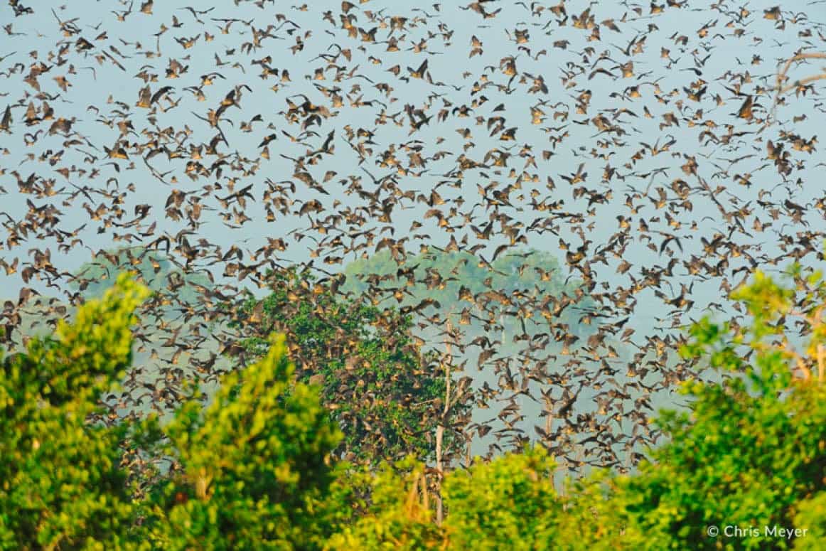 kasanka bat migration zambia Animal Migrations in Africa