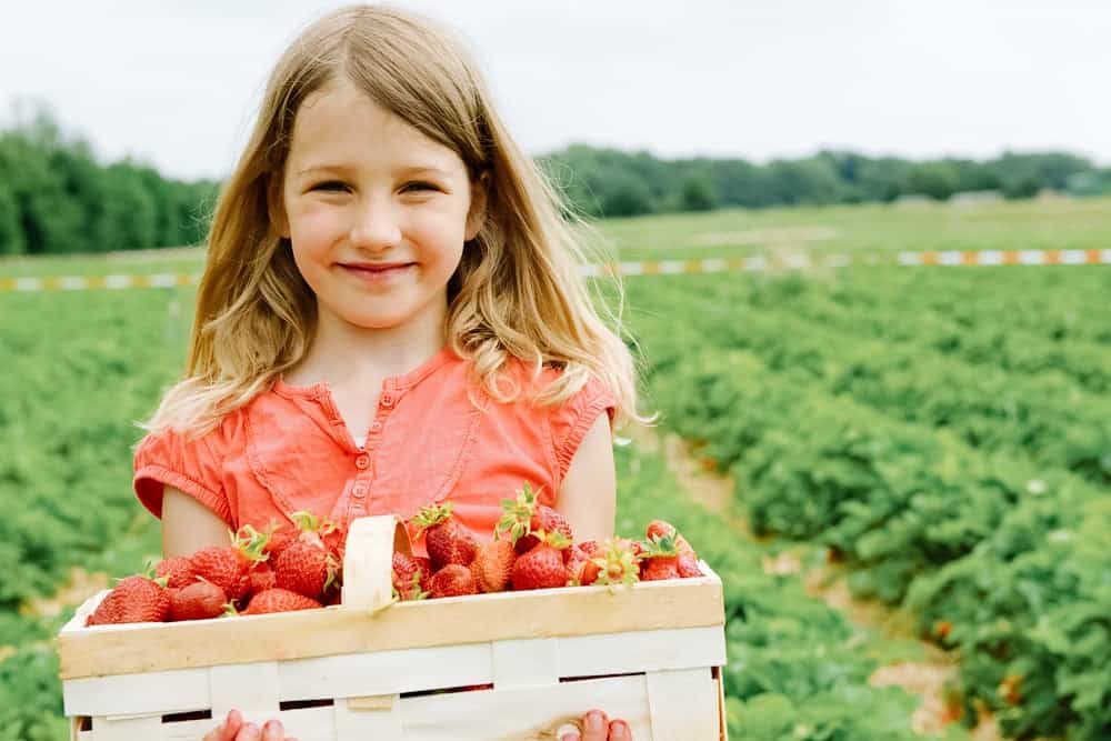 Polkadraai strawberry farm - Family activities in the Cape Winelands