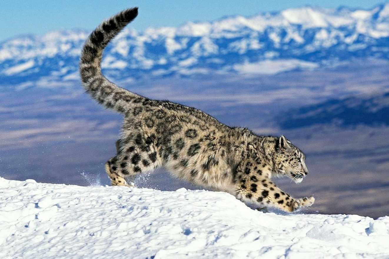 Sensational Wildlife & Where To Find It