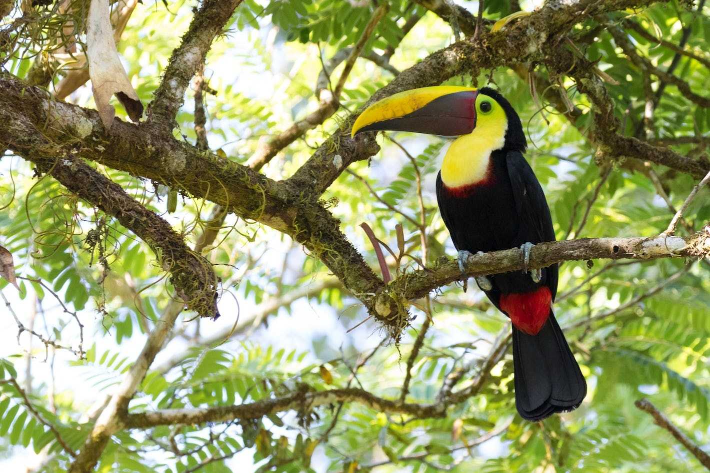 Costa Rica wildlife