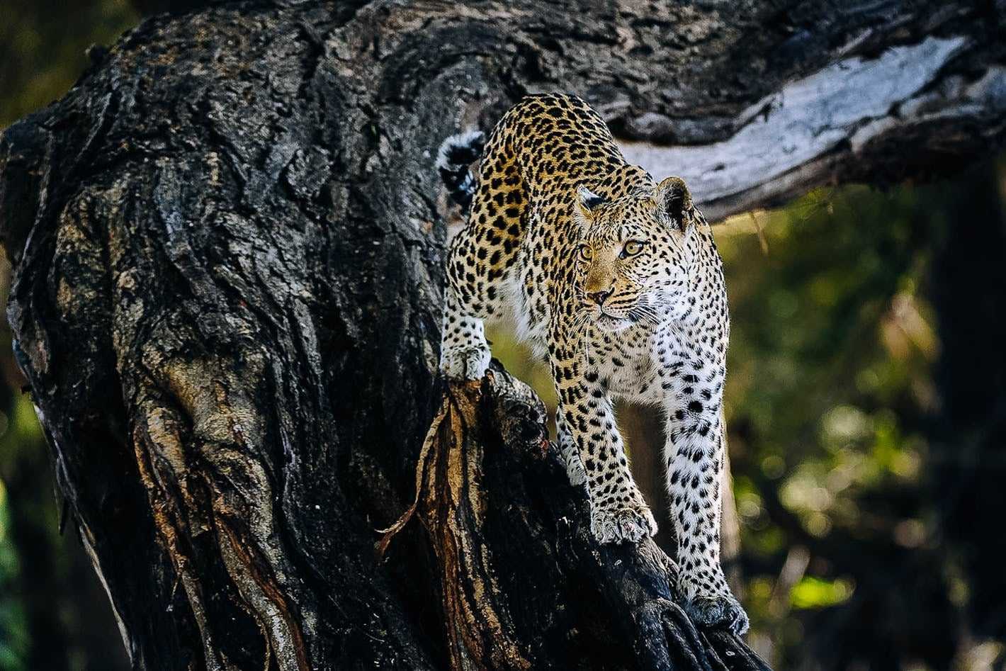 See Botswana in luxury