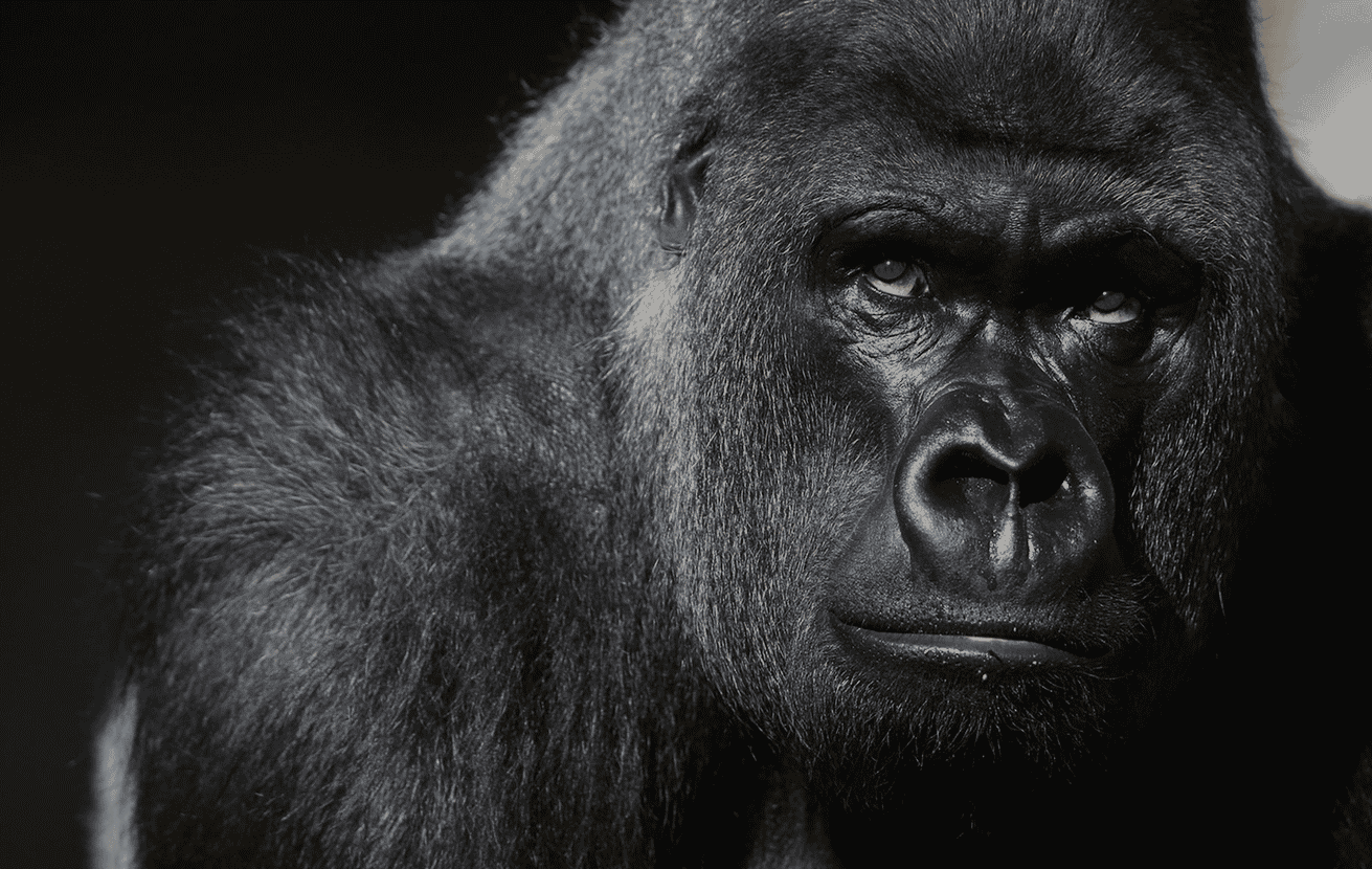 DRC safari africa travel best of 2017