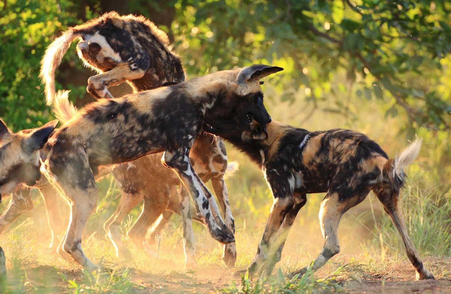 conservation projects in africa