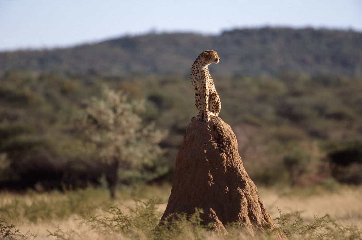Namibia wildlife