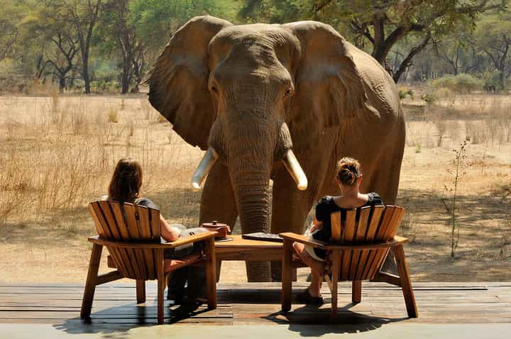 zambia chiawa top lodges where animals roam free