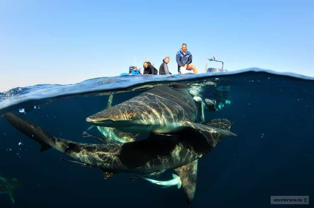 Aliwal Kwazulu Natal South Africa top diving spots in africa