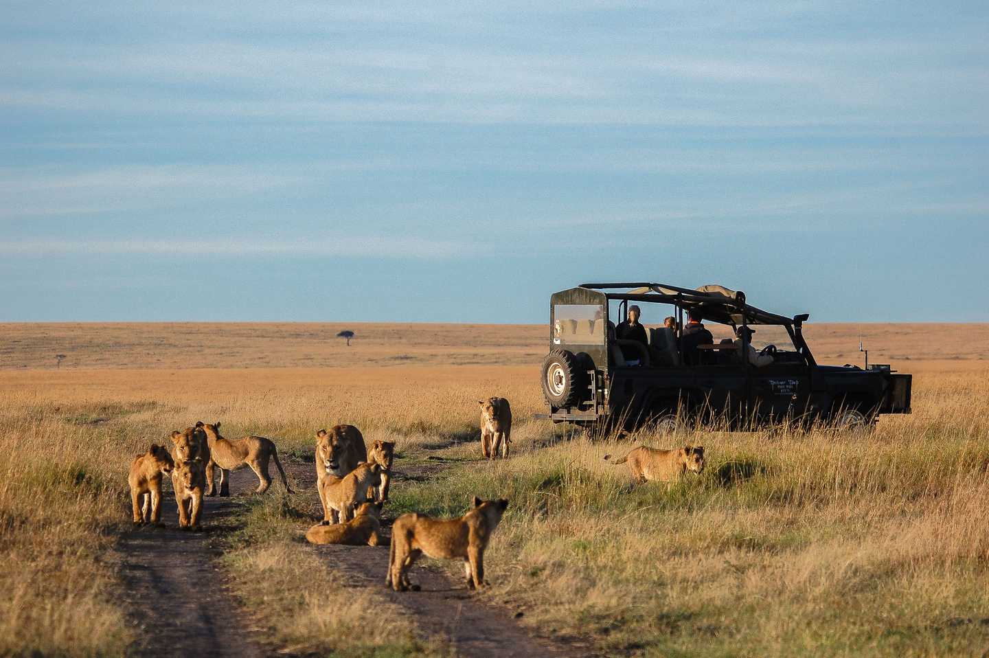Top Places to See Wild Lions