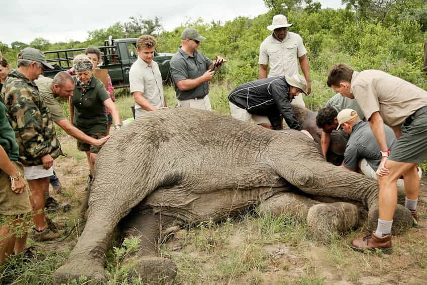 &Beyond Phinda Mountain Lodge Conservation in South Africa