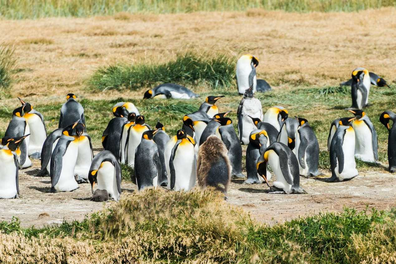 Chile wildlife guide