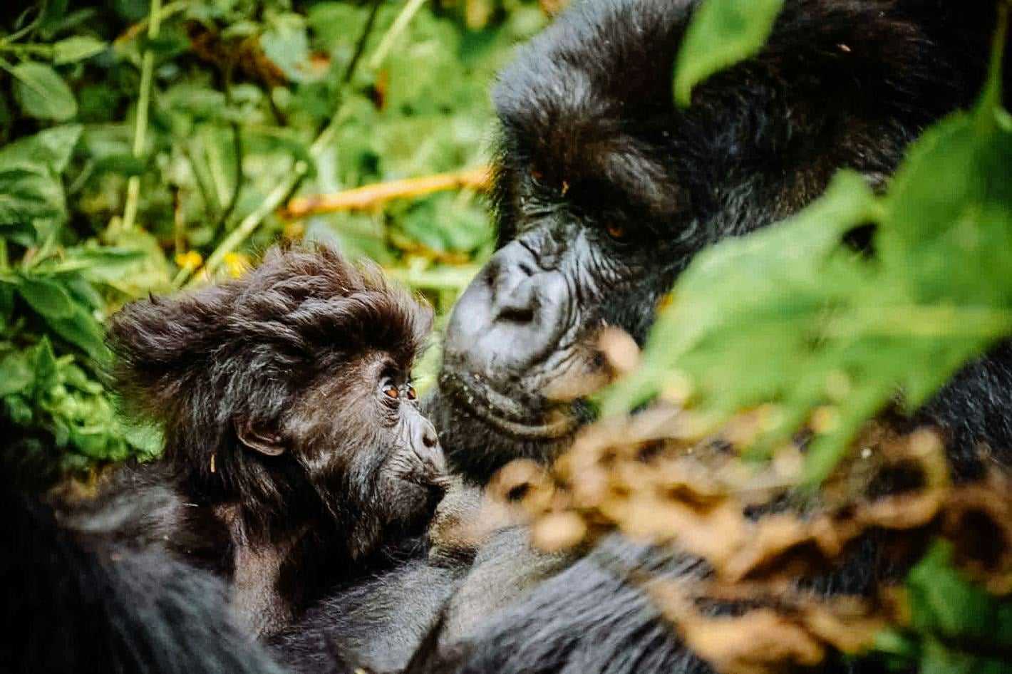 Sensational Wildlife & Where To Find It