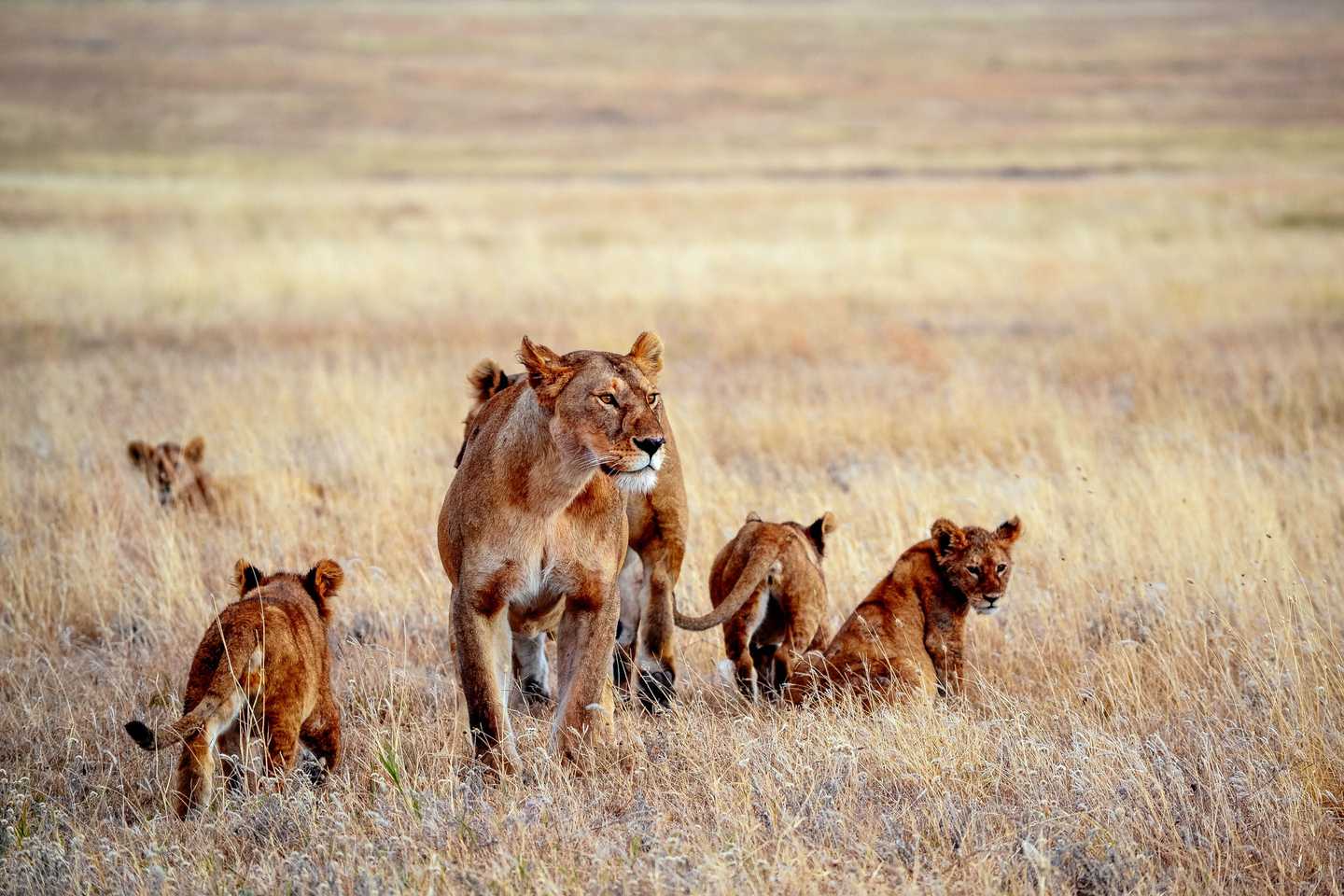 honeymoon safari - dunia camp