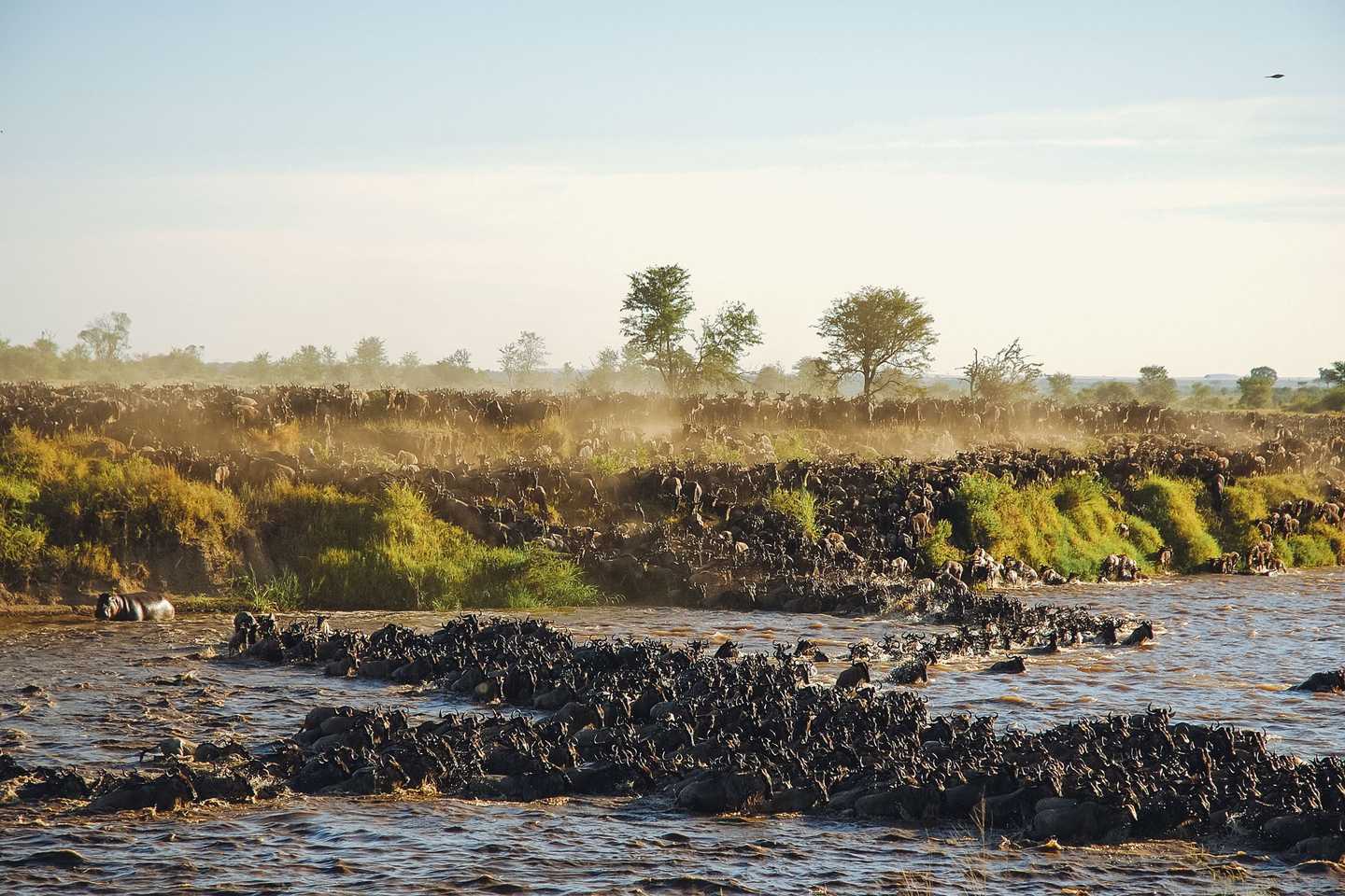 Wildebeest migration in Serengeti