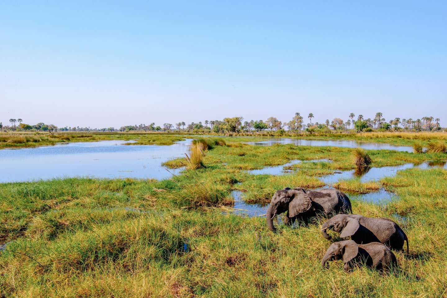 oddballs-enclave-chiefs-island-okavango-delta-botswana-walking-safari