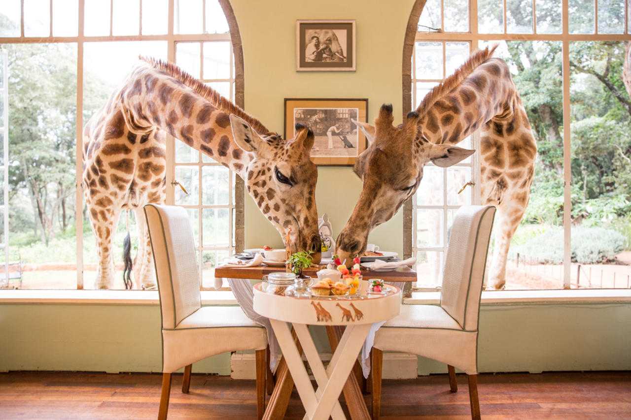 safari lodges for foodies giraffe manor kenya