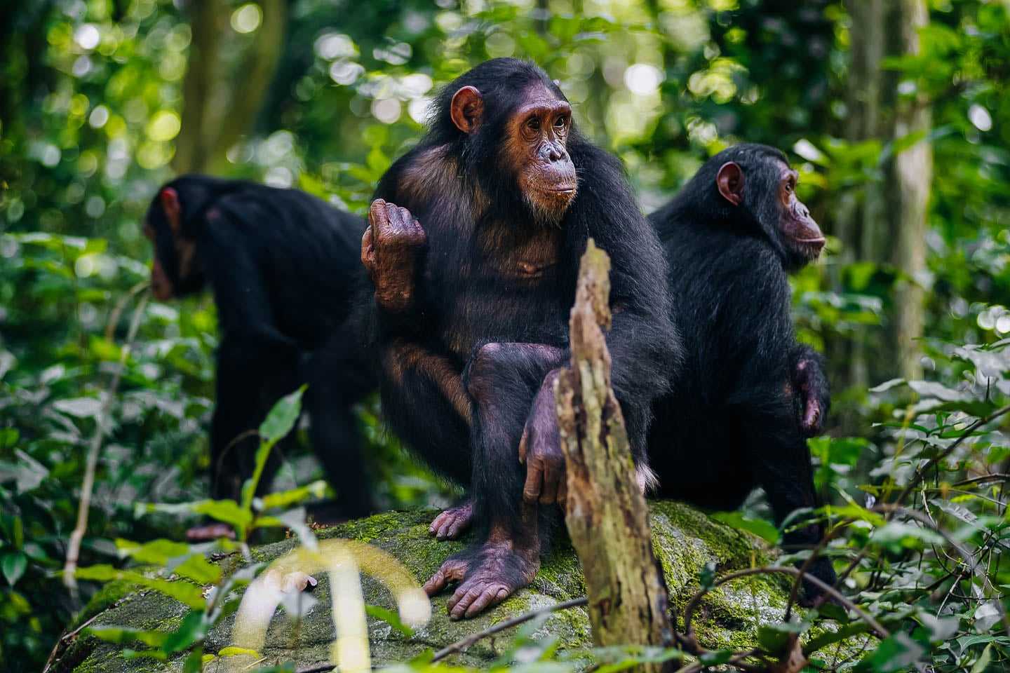 Chimp trekking in Mahale, Mahale Moutains National Park, Tanzania top 10 african adventures