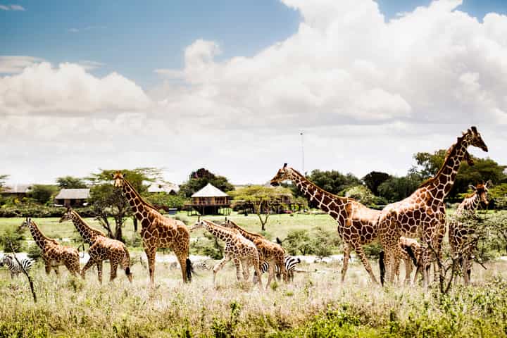 segera top lodges where animals roam free