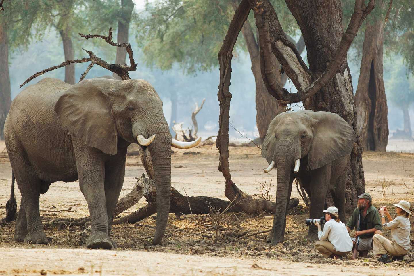 adventure goliath safari camp mana pools zimbabwe timbuktu travel