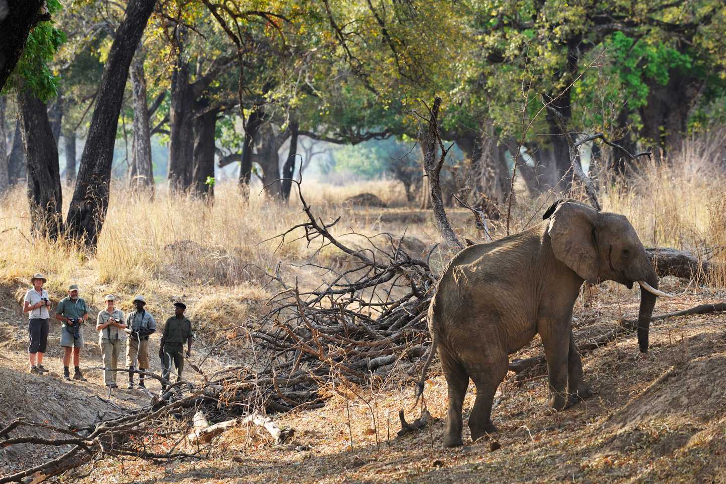 Chikoko trails walking safari best of 2017