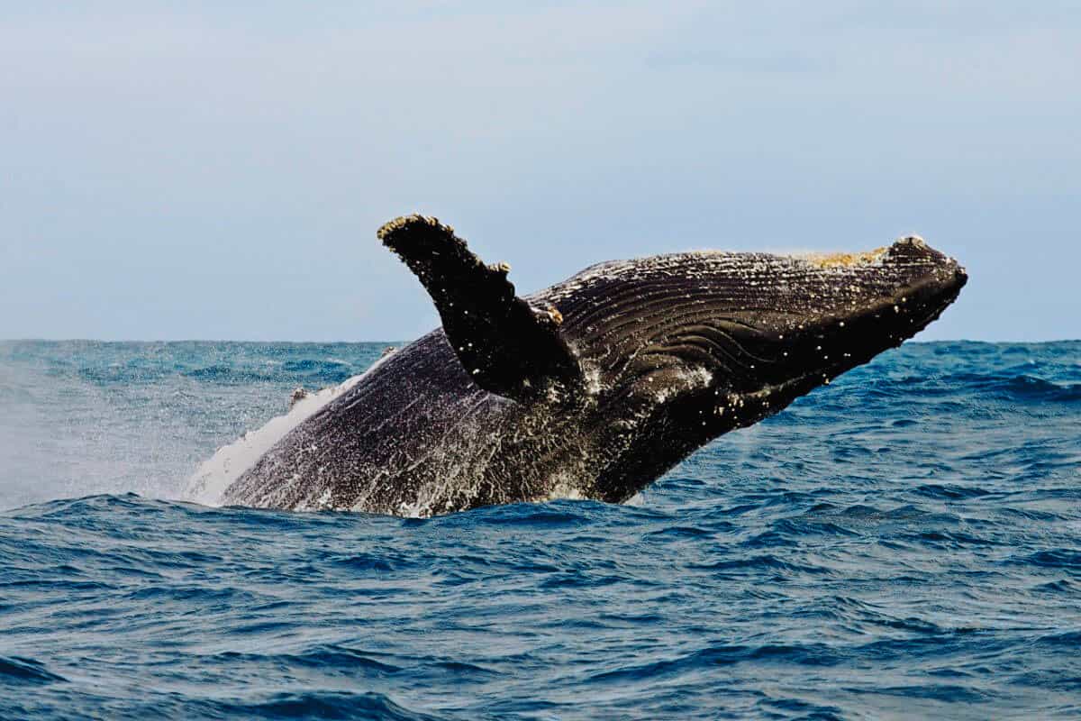 Souther Right whale south africa Animal Migrations in Africa