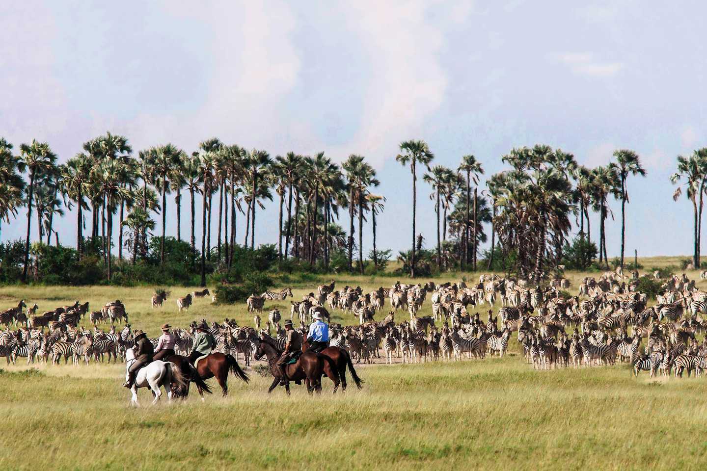 zebra migration horse safari botswana Animal Migrations in Africa