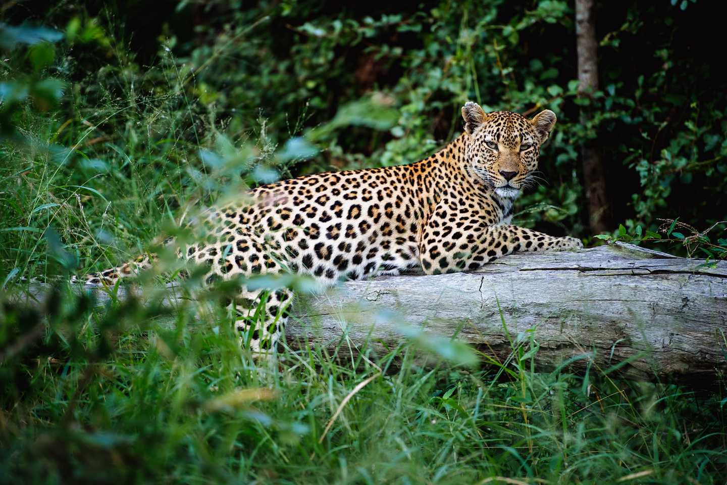 Leopard singita boulders kruger south africa best of bush and beach southern africa