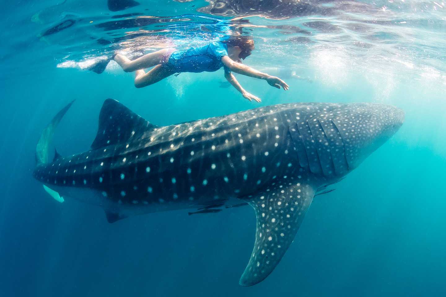 Mafia island tanzania top diving spots in africa