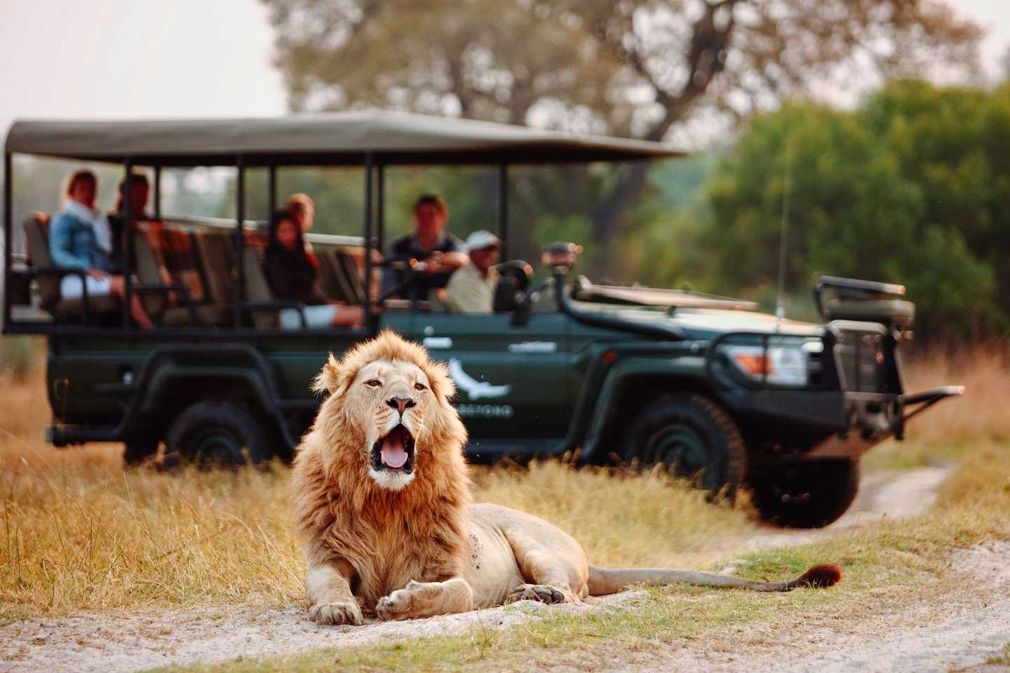 Game drive lion sandibe botswana best of bush and beach southern africa