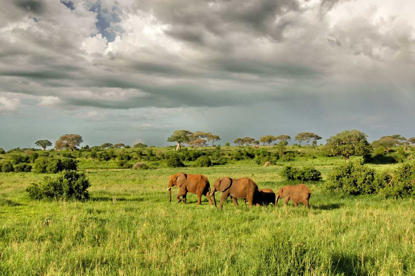 Tarangire olivers camp tanzania elephants