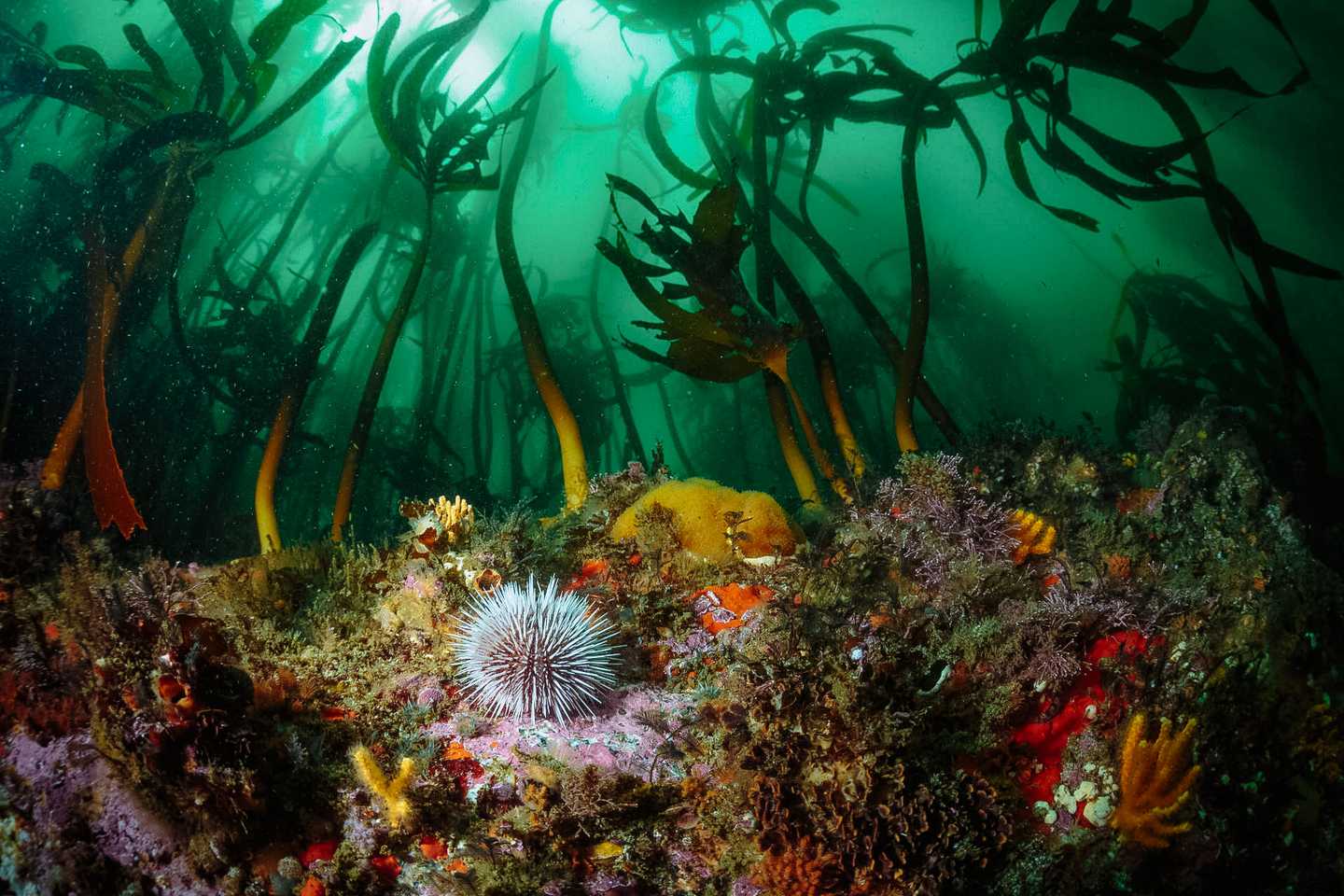 Cape Town scuba shack south africa top diving spots in africa