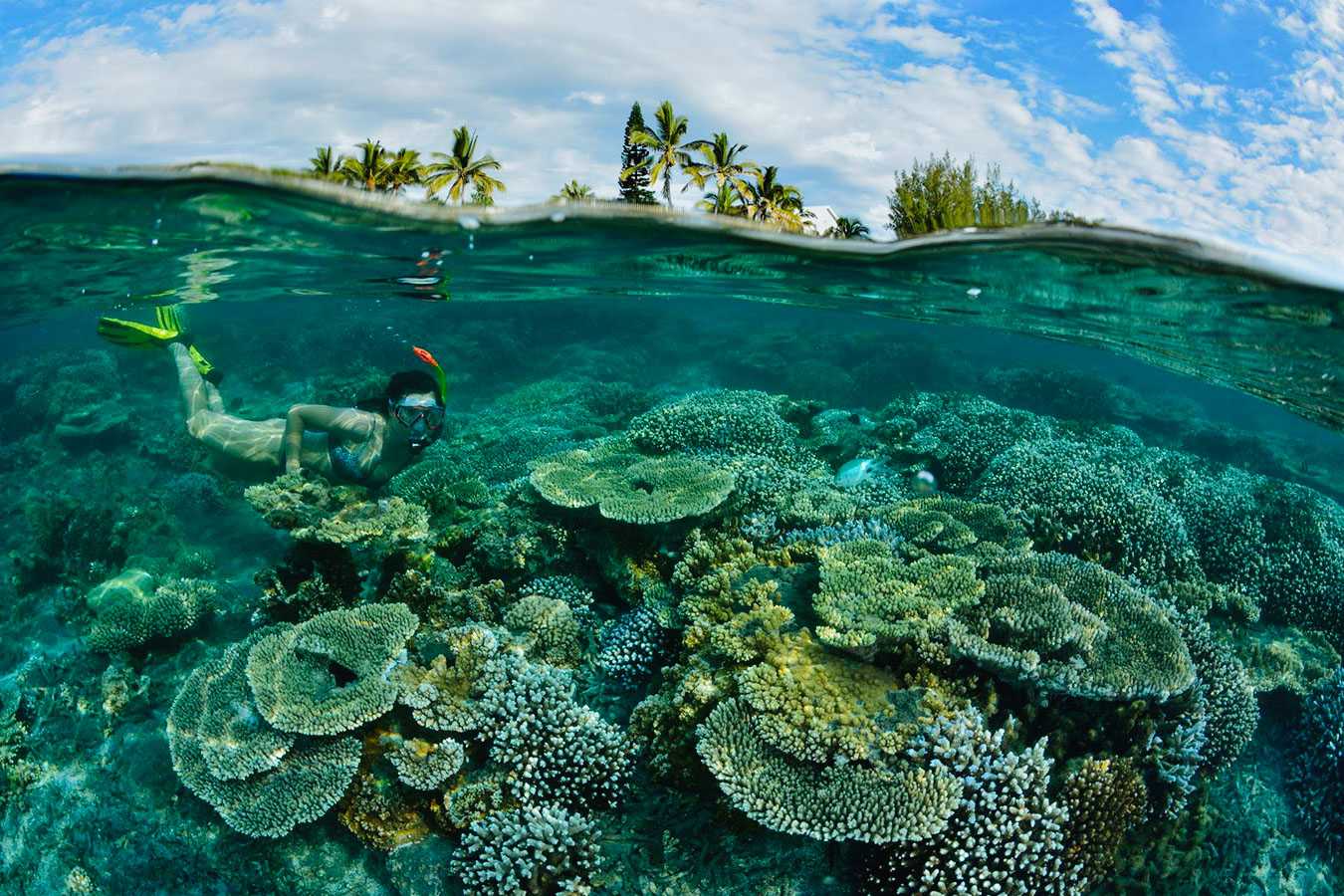 Snorkelling Reunion Best of bust and beach africa