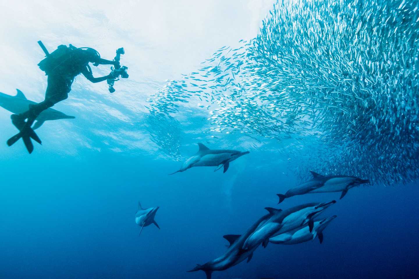 Sardine run kwazulu natal south africa top diving spots in africa