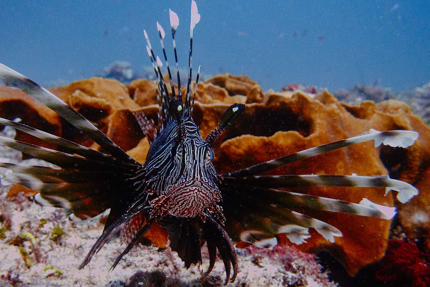 Matemwe Lodge Zanzibar top diving spots in africa