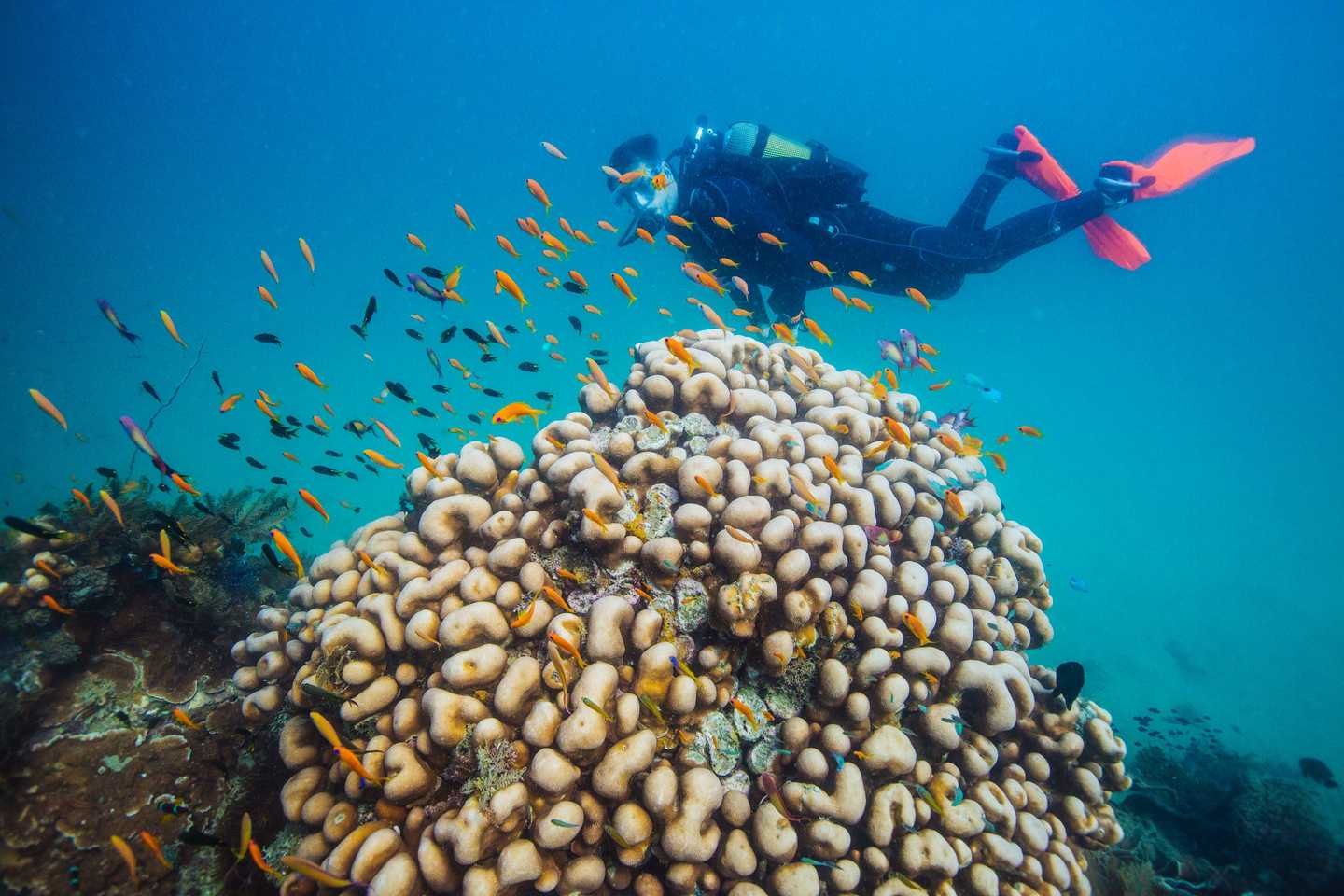 Azura Quilalea Mozambique top diving spots in africa